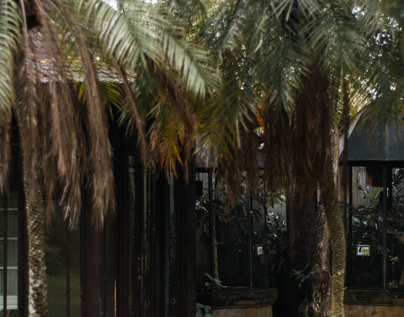 Tropical Florida yard with palms and dense residential greenery