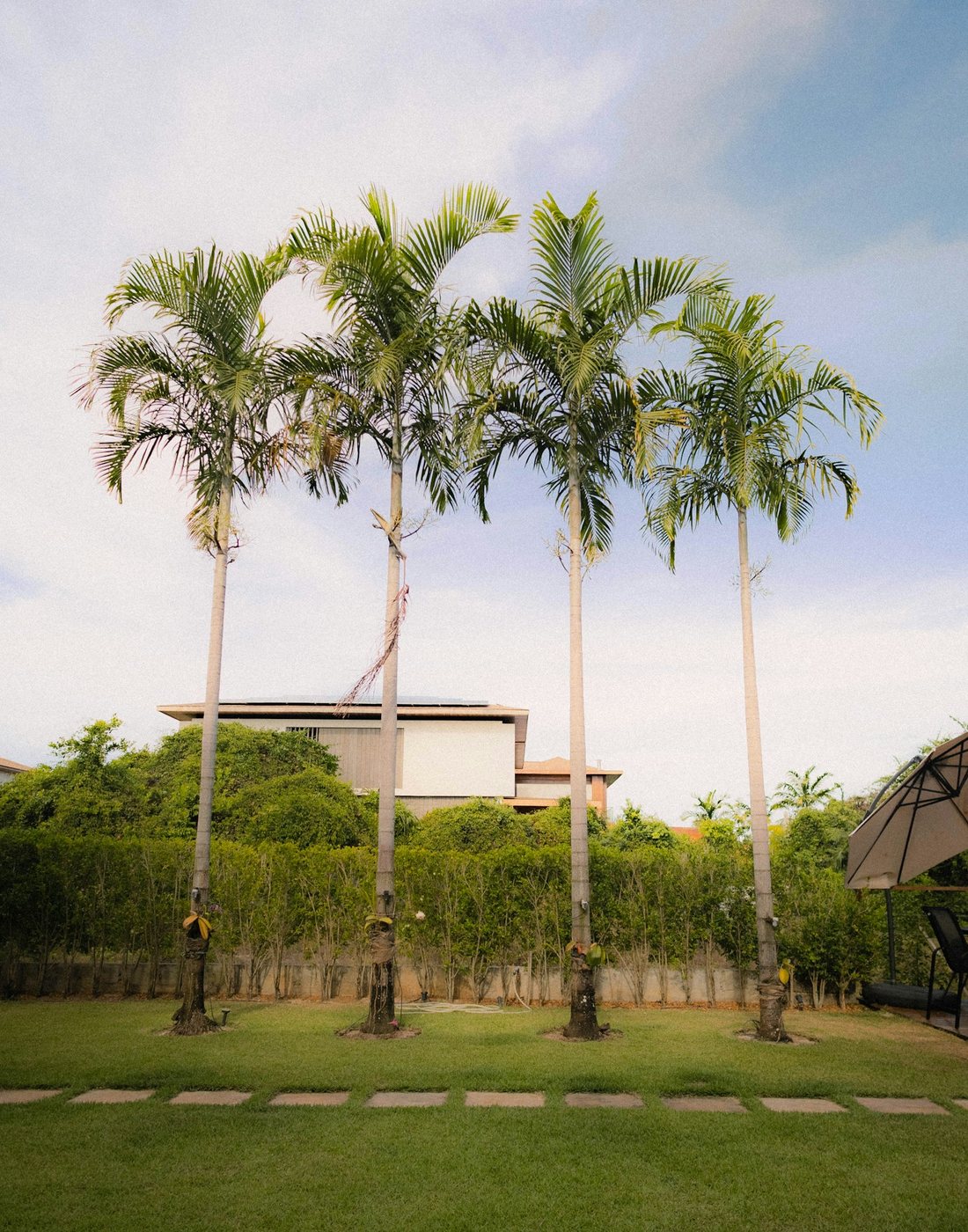 Tropical residential yard with palms and neatly maintained hedges